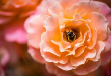 이제는 드론으로 말벌도 퇴치! honeybee feeding on orange flower