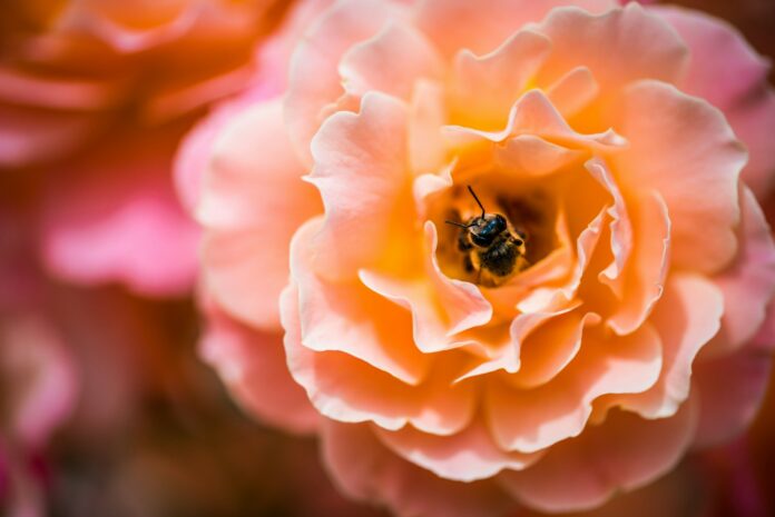 Photo by Diana Măceşanu honeybee feeding on orange flower