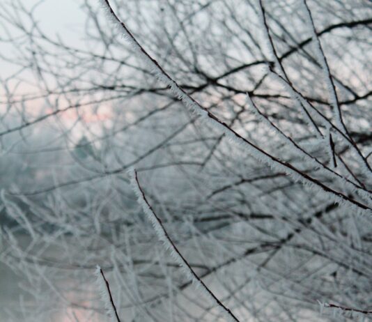 건강 유지의 비결, 면역력 관리 a red fire hydrant sitting on the side of a road