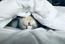 깊은잠이 가져오는 신체와 정신건강 white cat sleeps under white comforter