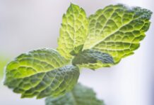 내가 건강하려면, 지구도 건강해야 합니다 – 환경적 웰니스 green leaf plant in close up photography