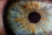 100세 시대의 복병, 노안과 황반변성을 막는 안구 보호 전략 macro photography of human eye