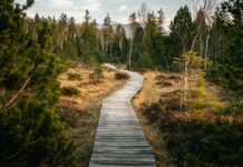 “마음 챙김, 바쁜 일상 속 건강 비법으로 떠오르다” wooden pathway near forest during daytime