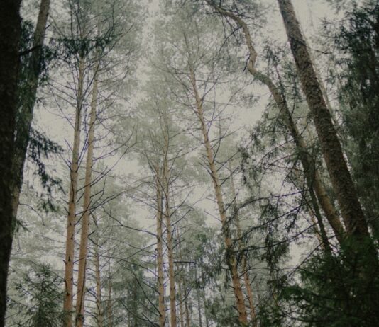 건강 관리의 또 다른 선택지, ‘대체요법’ 일상 속에 스며들다 Tall pine trees in a misty forest