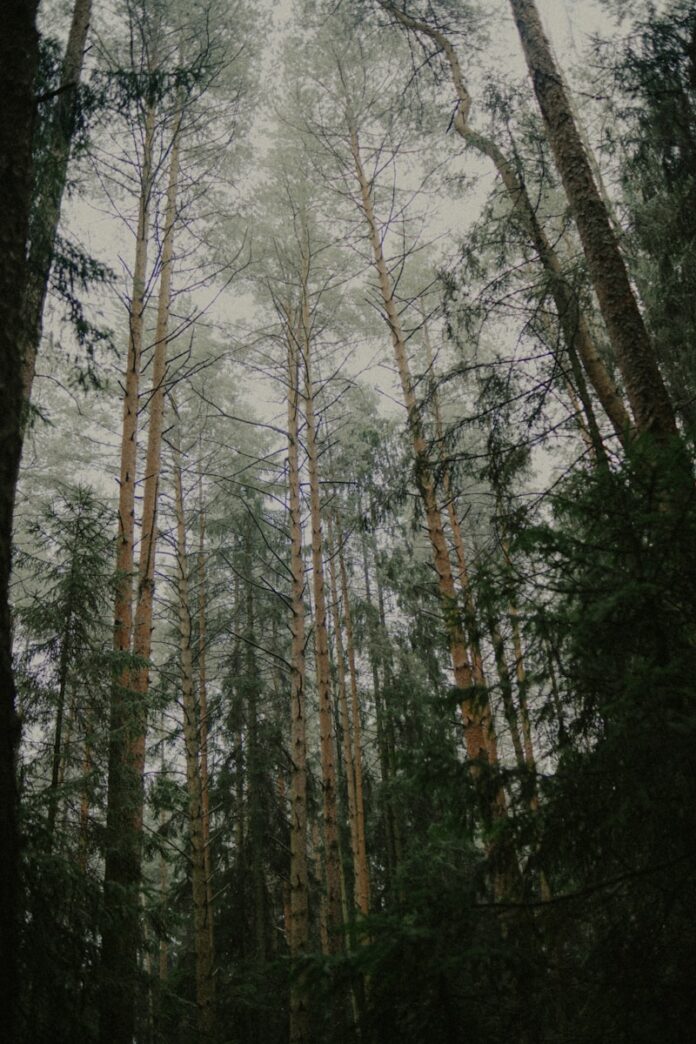 Tall pine trees in a misty forest