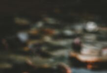 “마음 건강, 일상에서 지키는 법…스트레스 완화 위한 생활 습관 주목” pink and white lotus flower