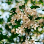 뇌건강, 일상에서 챙기자… 쉬운 습관이 만드는 맑은 머리 Sunlit white apple blossoms against a blurred green background.
