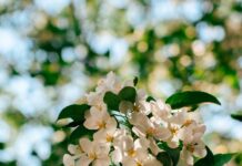 뇌건강, 일상에서 챙기자… 쉬운 습관이 만드는 맑은 머리 Sunlit white apple blossoms against a blurred green background.