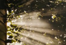 만성피로, 일상적 피로와 달라… ‘마이크로 휴식’ 등 건강한 루틴이 대안 sun rays coming through trees